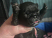 Stunning KC registered pug puppies