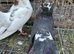 Pair off fantails