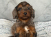 Cockapoo Puppies looking for there forever home