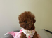 Beautiful tiny asian poodle girl
