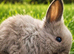 Beautiful Lionhead Kits Babies – Waiting List Now Open ️