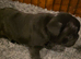 Adorable french bulldog puppy's