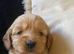 Cockerpoos