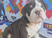 Kc top bloodline British bulldogs