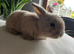 Small Bunnies for sale