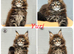 TICA registered adorable Maine coon kittens Ready Now