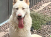 REHOME OUR BOY - WALSALL
