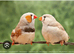 Birds in Stoke-on-Trent
