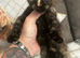 5 kittens ready to leave 29th August