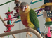 Unsexed Yellow sided green cheek