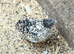 Chinese painted quail