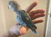 Beautiful baby lovebird