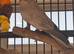 Male Galah Cockatoo 2018