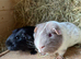 Two Boars Looking for New Home