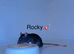 Beautiful mixed gender baby rats