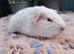 PEW (Pink eyed white) Smooth Baby Girl Guinea Pig