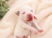Dalmatian puppies available