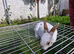 rabbits