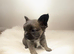 Kc Fluffy French Bulldogs