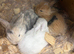 3 x Mini lops for sale