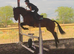 ️CHARLOTTE ️  Irish sport horse