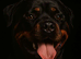 Beautiful proven Rottweiler Stud