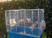 Colony of Zebra Finches