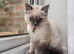Beautiful Blue Point Ragdoll Kitten for Sale