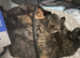 Beautiful kittens