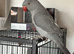 Indian ring neck grey ( He needs a experienced owner with time)