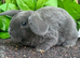 Mini Plush Lops