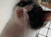 Spot & Dot Brother Kittens
