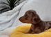 Miniature Dachshund