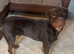 Red Rottweiler for stud