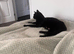 Kittens for sale