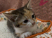 Beautiful kittens ready for loving homes