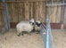 VALAISE WETHER LAMBS