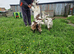 4 pigmy goats
