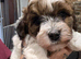 3 beautiful fluffy Jackapoo puppies