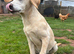 Lovely Labrador dog in need of a home