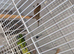 Diamorhic female canary