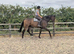 Kind hearted BFG Thoroughbred... Yes he's 18hh!!