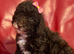 Miniature poodle ready 9th June