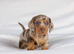 Chocolate dapple mini dachshund