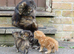 Female kitten for sale