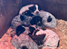 German Shorthaired Pointer Cross