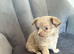 Ready 27/7 Stunning Chihuahua Puppy