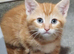 Kittens available