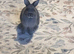Blue Otter Netherland Dwarf