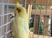Cockatiels